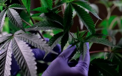 Cannabisfrø – moderne utvikling av nye planter og frøtyper
